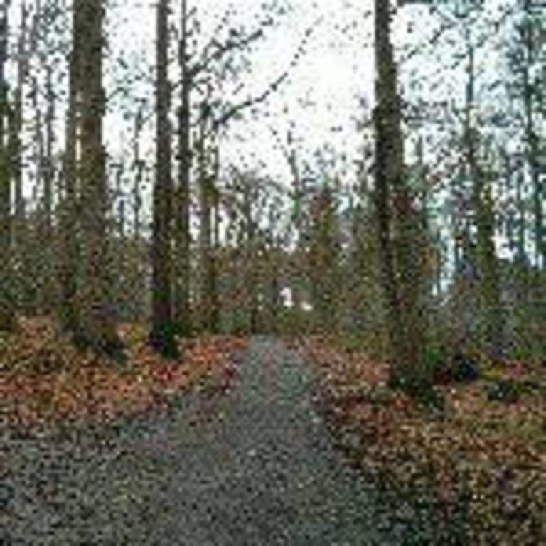 jungle meditations 002